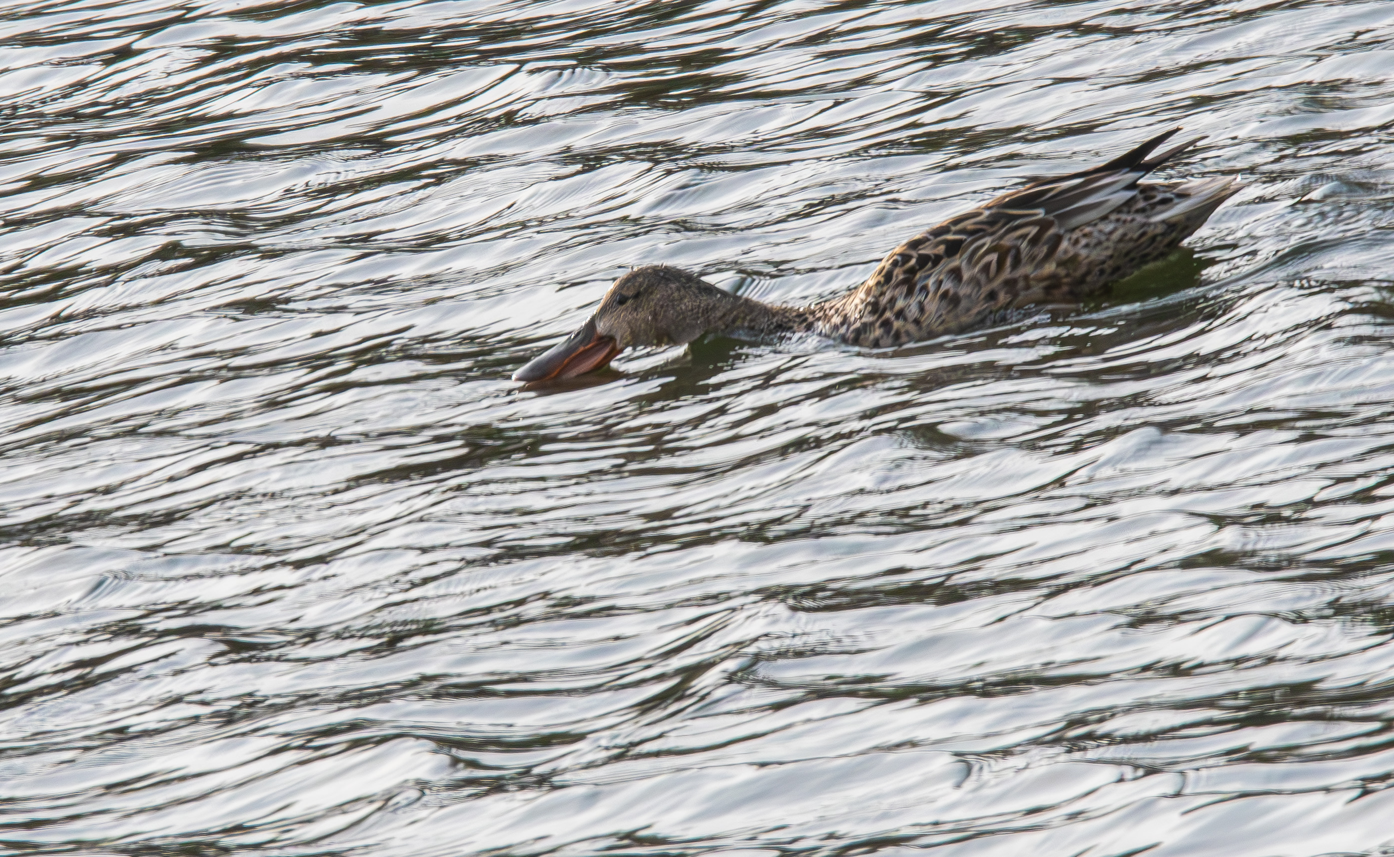 Canard souchet femelle (Northern shoveler, Spatula clypeata) pêchant dans la tourmente, Réserve Naturelle de Mont-Bernanchon, Hauts de France.